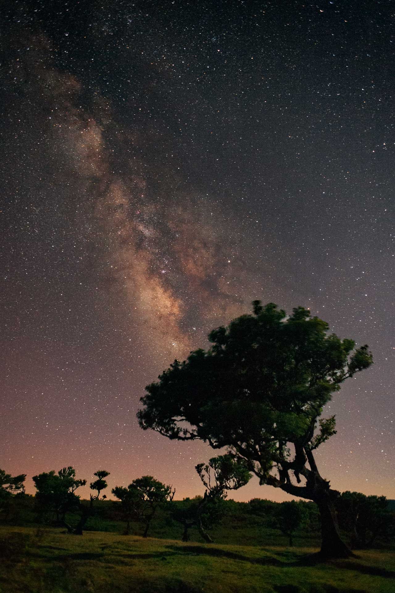 Milky Way galaxy over trees