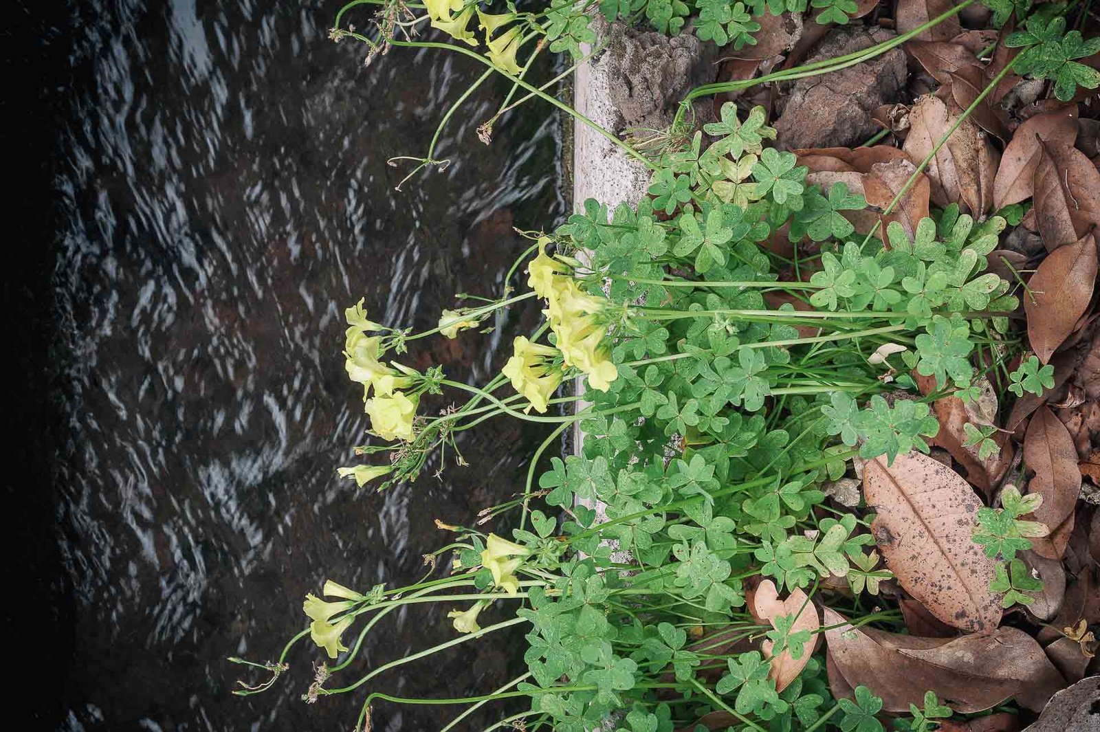 water and flowers