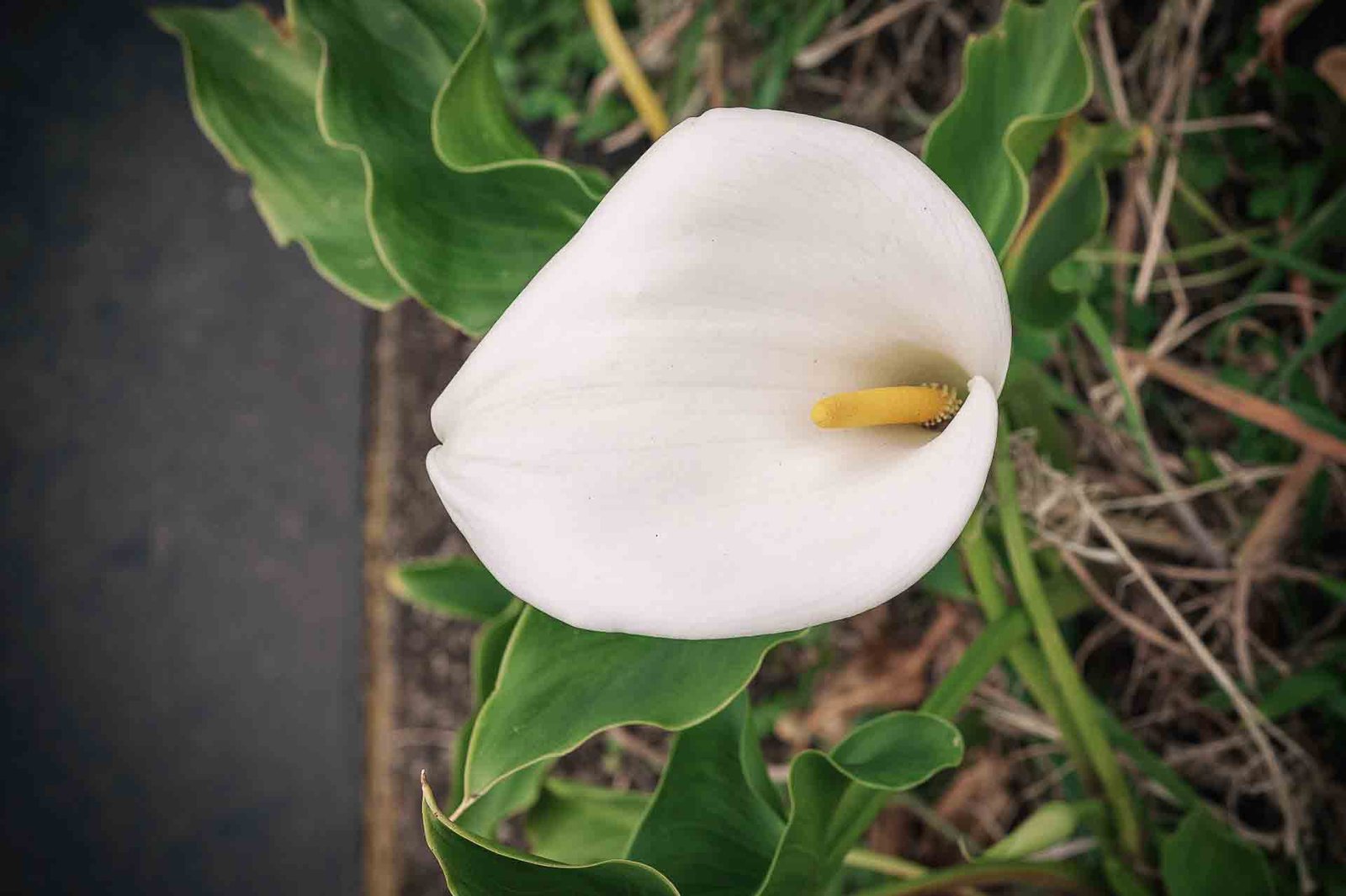 White flower