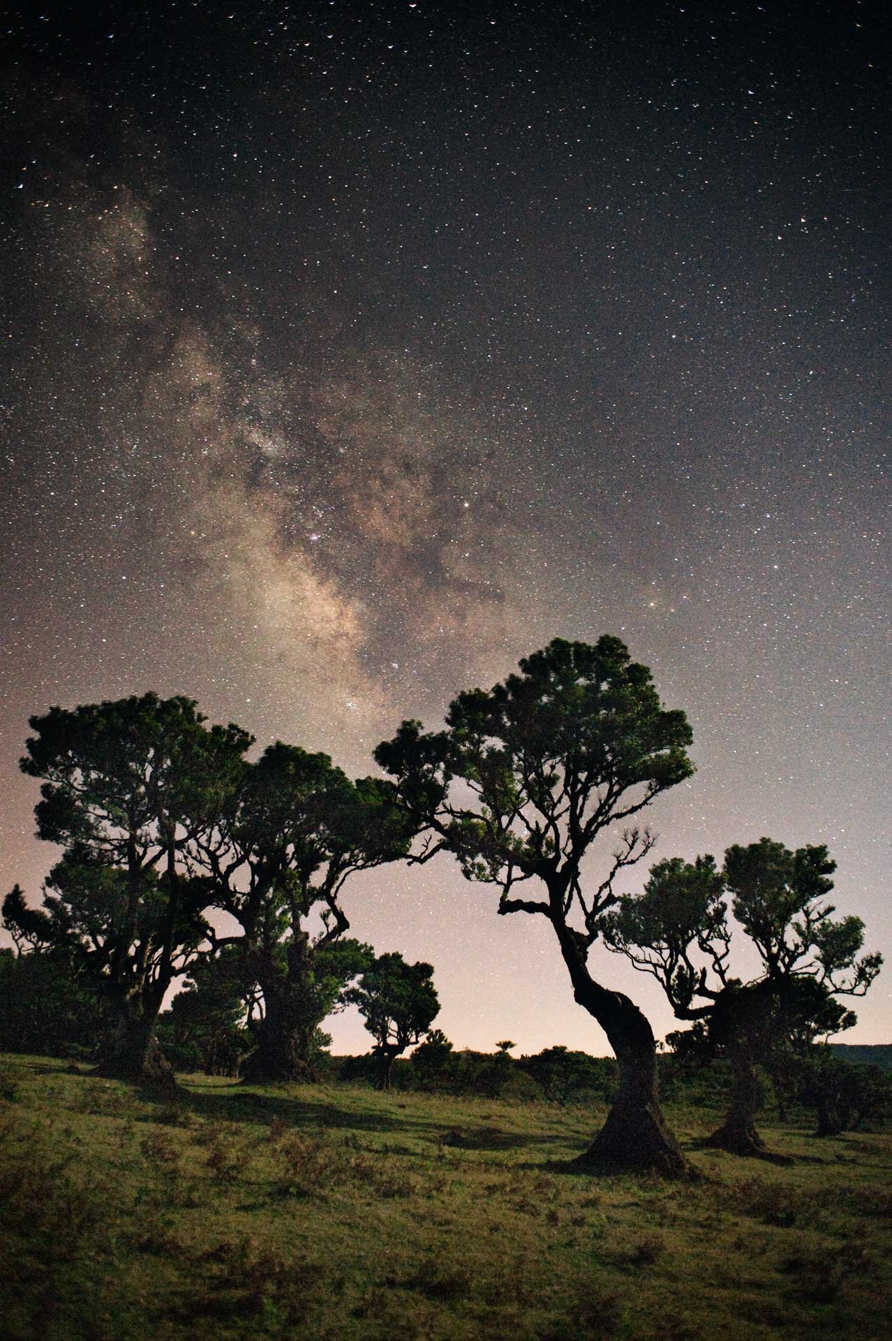 Milky Way galaxy over trees 