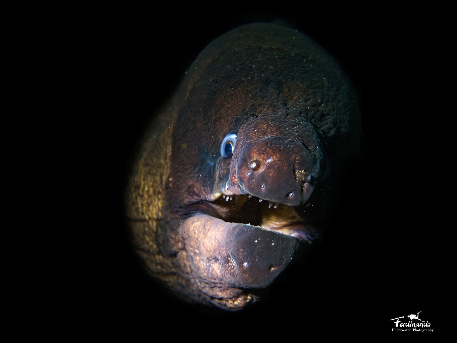 Diving in Madeira 