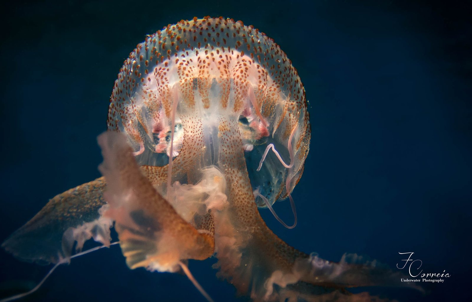 Diving in Madeira