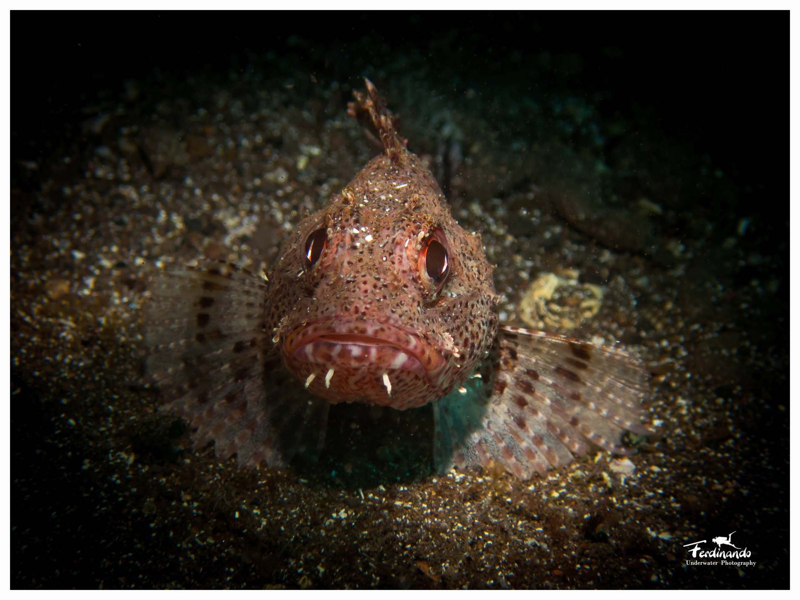 Atlantic underwater life