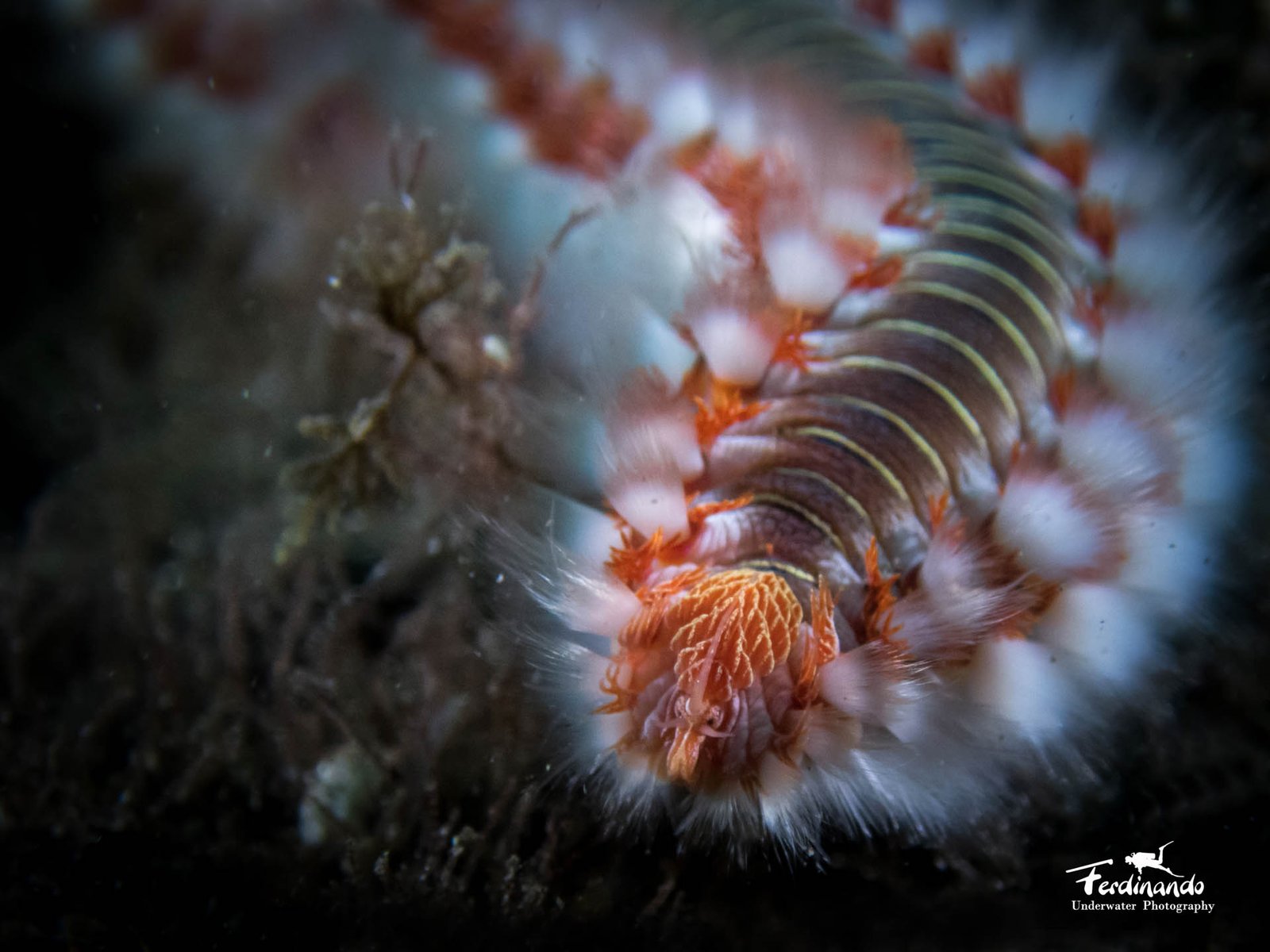 Diving in Madeira