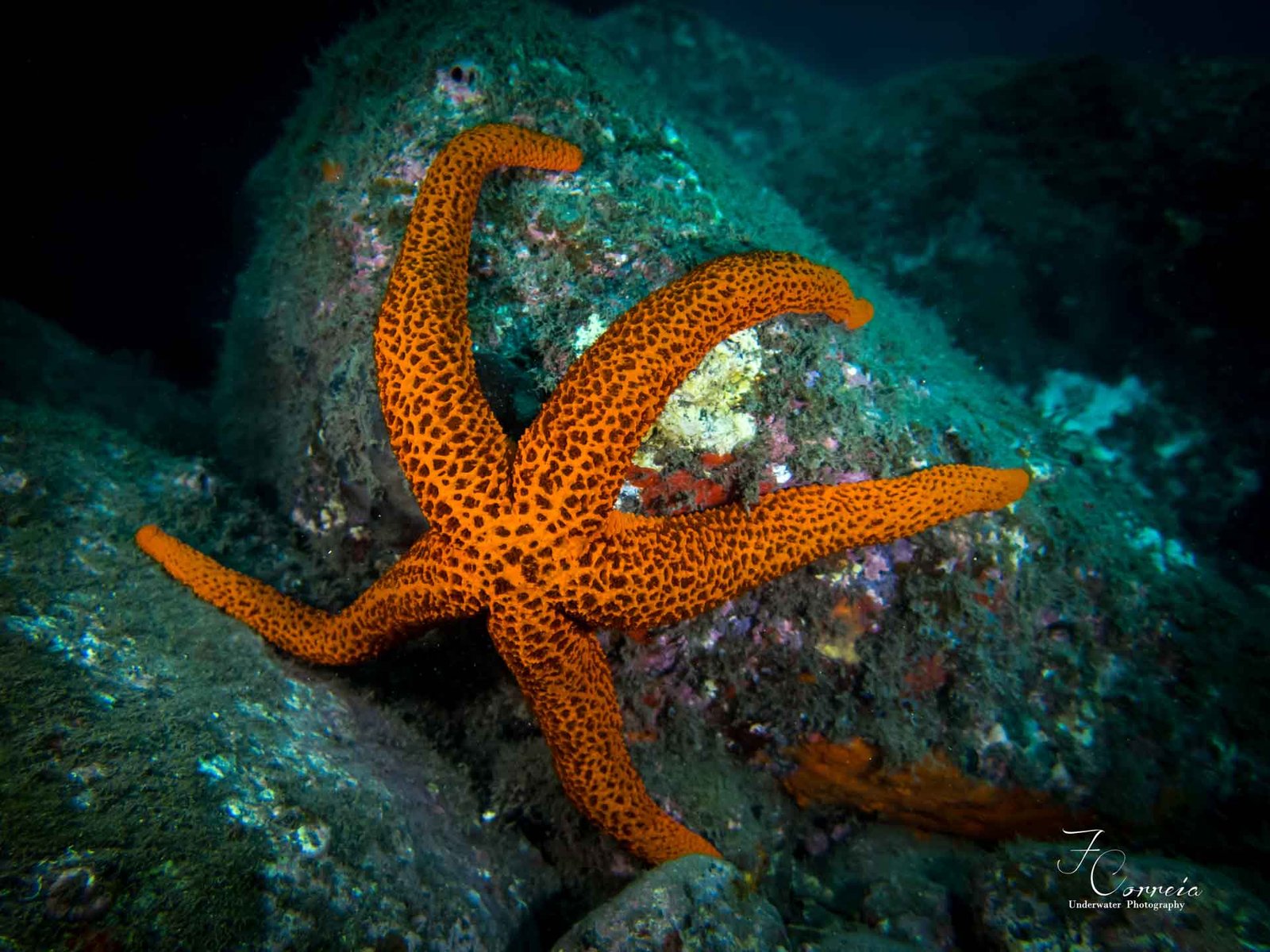 Diving in Madeira