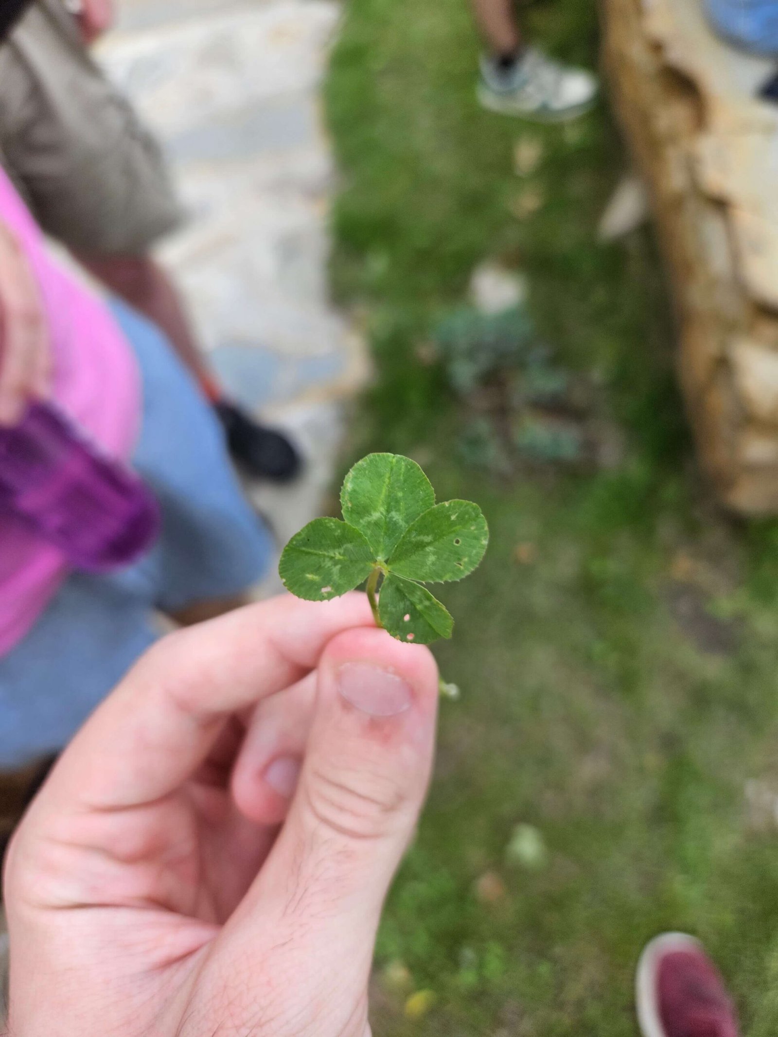 Clover leaf with 4 petals